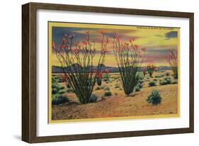 Ocotillo Flowers in Bloom, California Desert - California State-Lantern Press-Framed Art Print