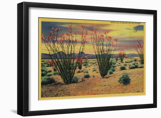 Ocotillo Flowers in Bloom, California Desert - California State-Lantern Press-Framed Art Print
