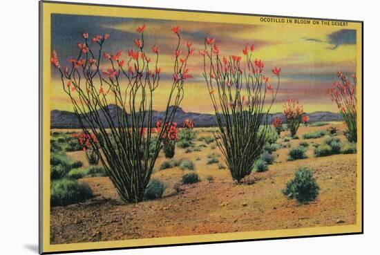 Ocotillo Flowers in Bloom, California Desert - California State-Lantern Press-Mounted Art Print