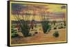 Ocotillo Flowers in Bloom, California Desert - California State-Lantern Press-Framed Stretched Canvas