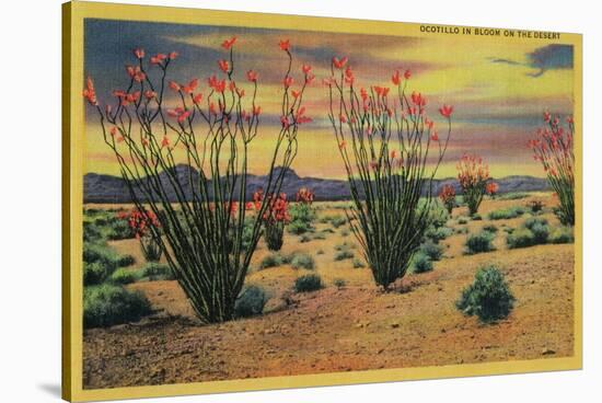 Ocotillo Flowers in Bloom, California Desert - California State-Lantern Press-Stretched Canvas