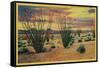 Ocotillo Flowers in Bloom, California Desert - California State-Lantern Press-Framed Stretched Canvas