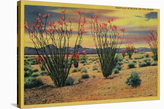 Ocotillo Flowers in Bloom, California Desert - California State-Lantern Press-Stretched Canvas