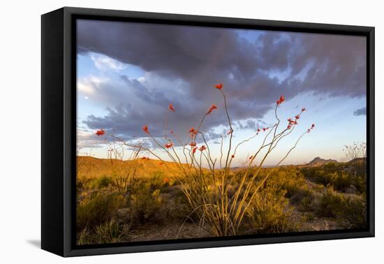 Ocotillo in Bloom at Sunrise in Big Bend National Park, Texas, Usa-Chuck Haney-Framed Stretched Canvas