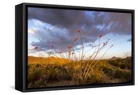 Ocotillo in Bloom at Sunrise in Big Bend National Park, Texas, Usa-Chuck Haney-Framed Stretched Canvas
