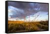 Ocotillo in Bloom at Sunrise in Big Bend National Park, Texas, Usa-Chuck Haney-Framed Stretched Canvas