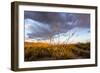 Ocotillo in Bloom at Sunrise in Big Bend National Park, Texas, Usa-Chuck Haney-Framed Photographic Print