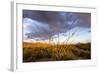 Ocotillo in Bloom at Sunrise in Big Bend National Park, Texas, Usa-Chuck Haney-Framed Photographic Print