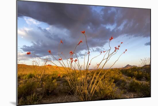 Ocotillo in Bloom at Sunrise in Big Bend National Park, Texas, Usa-Chuck Haney-Mounted Photographic Print