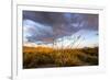 Ocotillo in Bloom at Sunrise in Big Bend National Park, Texas, Usa-Chuck Haney-Framed Photographic Print