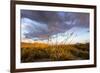 Ocotillo in Bloom at Sunrise in Big Bend National Park, Texas, Usa-Chuck Haney-Framed Photographic Print