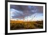 Ocotillo in Bloom at Sunrise in Big Bend National Park, Texas, Usa-Chuck Haney-Framed Photographic Print