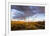 Ocotillo in Bloom at Sunrise in Big Bend National Park, Texas, Usa-Chuck Haney-Framed Photographic Print