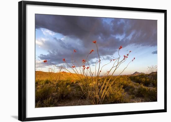 Ocotillo in Bloom at Sunrise in Big Bend National Park, Texas, Usa-Chuck Haney-Framed Photographic Print