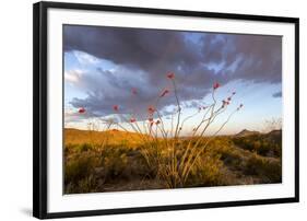 Ocotillo in Bloom at Sunrise in Big Bend National Park, Texas, Usa-Chuck Haney-Framed Photographic Print