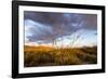 Ocotillo in Bloom at Sunrise in Big Bend National Park, Texas, Usa-Chuck Haney-Framed Photographic Print