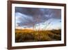 Ocotillo in Bloom at Sunrise in Big Bend National Park, Texas, Usa-Chuck Haney-Framed Photographic Print