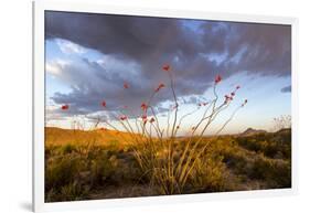 Ocotillo in Bloom at Sunrise in Big Bend National Park, Texas, Usa-Chuck Haney-Framed Photographic Print