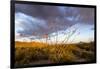 Ocotillo in Bloom at Sunrise in Big Bend National Park, Texas, Usa-Chuck Haney-Framed Photographic Print