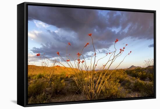 Ocotillo in Bloom at Sunrise in Big Bend National Park, Texas, Usa-Chuck Haney-Framed Stretched Canvas