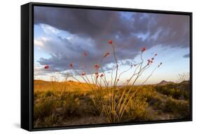 Ocotillo in Bloom at Sunrise in Big Bend National Park, Texas, Usa-Chuck Haney-Framed Stretched Canvas