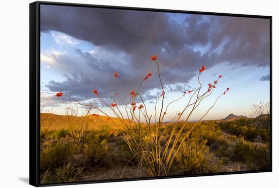 Ocotillo in Bloom at Sunrise in Big Bend National Park, Texas, Usa-Chuck Haney-Framed Stretched Canvas