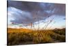Ocotillo in Bloom at Sunrise in Big Bend National Park, Texas, Usa-Chuck Haney-Stretched Canvas