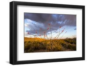 Ocotillo in Bloom at Sunrise in Big Bend National Park, Texas, Usa-Chuck Haney-Framed Premium Photographic Print