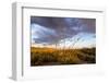 Ocotillo in Bloom at Sunrise in Big Bend National Park, Texas, Usa-Chuck Haney-Framed Premium Photographic Print