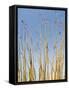 Ocotillo in Flower. Organ Pipe Cactus National Monument, Arizona, USA-Philippe Clement-Framed Stretched Canvas