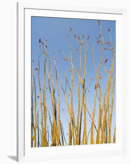 Ocotillo in Flower. Organ Pipe Cactus National Monument, Arizona, USA-Philippe Clement-Framed Premium Photographic Print