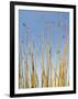 Ocotillo in Flower. Organ Pipe Cactus National Monument, Arizona, USA-Philippe Clement-Framed Premium Photographic Print