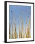 Ocotillo in Flower. Organ Pipe Cactus National Monument, Arizona, USA-Philippe Clement-Framed Photographic Print