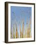 Ocotillo in Flower. Organ Pipe Cactus National Monument, Arizona, USA-Philippe Clement-Framed Photographic Print