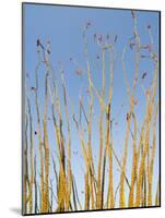 Ocotillo in Flower. Organ Pipe Cactus National Monument, Arizona, USA-Philippe Clement-Mounted Photographic Print