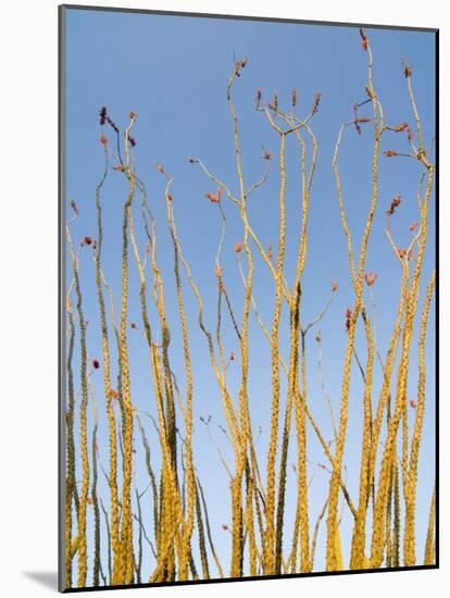 Ocotillo in Flower. Organ Pipe Cactus National Monument, Arizona, USA-Philippe Clement-Mounted Photographic Print