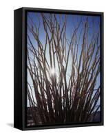 Ocotillo in the Colorado Desert. Anza Borrego Desert Sp-Christopher Talbot Frank-Framed Stretched Canvas