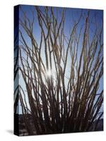 Ocotillo in the Colorado Desert. Anza Borrego Desert Sp-Christopher Talbot Frank-Stretched Canvas