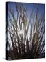 Ocotillo in the Colorado Desert. Anza Borrego Desert Sp-Christopher Talbot Frank-Stretched Canvas