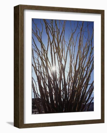 Ocotillo in the Colorado Desert. Anza Borrego Desert Sp-Christopher Talbot Frank-Framed Photographic Print