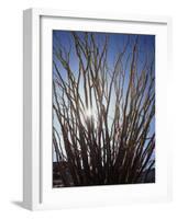 Ocotillo in the Colorado Desert. Anza Borrego Desert Sp-Christopher Talbot Frank-Framed Photographic Print