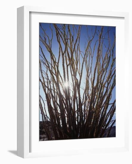 Ocotillo in the Colorado Desert. Anza Borrego Desert Sp-Christopher Talbot Frank-Framed Photographic Print