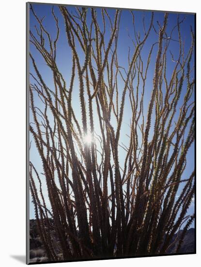 Ocotillo in the Colorado Desert. Anza Borrego Desert Sp-Christopher Talbot Frank-Mounted Photographic Print