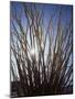 Ocotillo in the Colorado Desert. Anza Borrego Desert Sp-Christopher Talbot Frank-Mounted Photographic Print