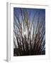 Ocotillo in the Colorado Desert. Anza Borrego Desert Sp-Christopher Talbot Frank-Framed Photographic Print