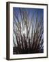 Ocotillo in the Colorado Desert. Anza Borrego Desert Sp-Christopher Talbot Frank-Framed Photographic Print