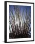 Ocotillo in the Colorado Desert. Anza Borrego Desert Sp-Christopher Talbot Frank-Framed Photographic Print