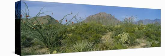 Ocotillo Plants in a Park, Big Bend National Park, Texas, USA-null-Stretched Canvas
