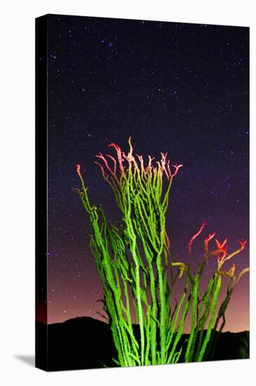 Ocotillo under the Milky Way, Anza-Borrego Desert State Park, California, USA-Russ Bishop-Stretched Canvas