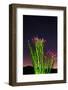 Ocotillo under the Milky Way, Anza-Borrego Desert State Park, California, USA-Russ Bishop-Framed Photographic Print